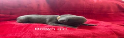 Staffordshire Bull Terrier dogs for sale: 8 stunning Stafford bull terrier puppies - Advert 38