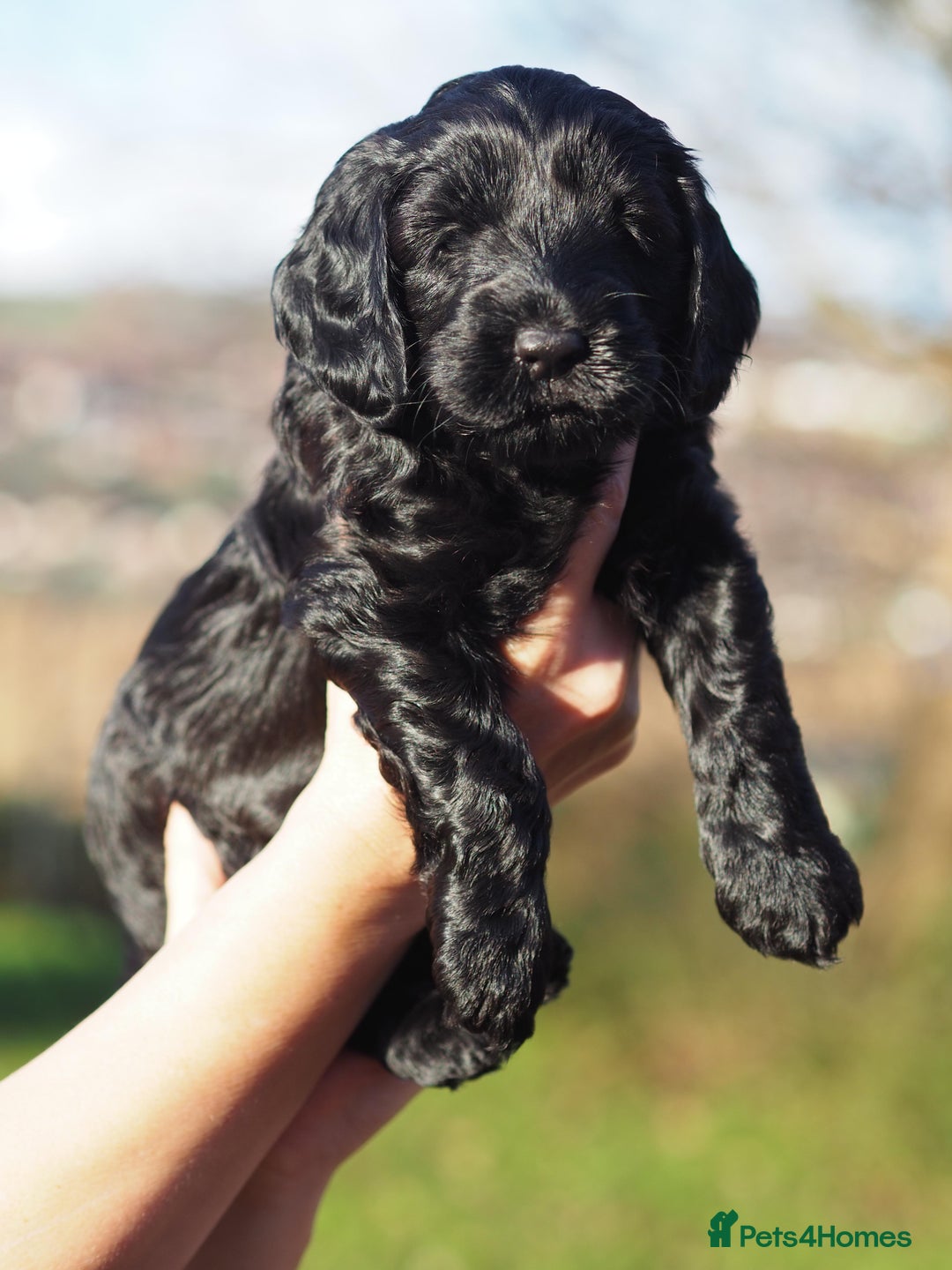 Australian Labradoodle dogs for sale: 5 Australian Labradoodle girls - Advert 11