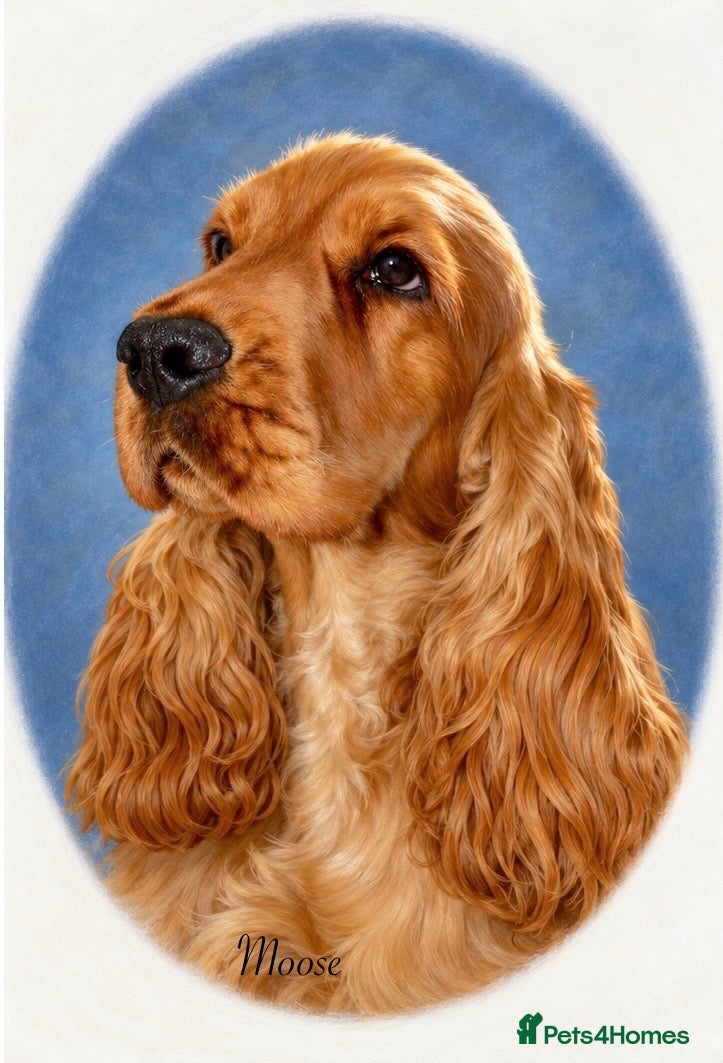 Cocker Spaniel dogs Italian stud dog  - Advert 15