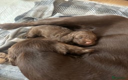 Cockapoo dogs for sale: Chocolate Cockerpoo  - Image 4
