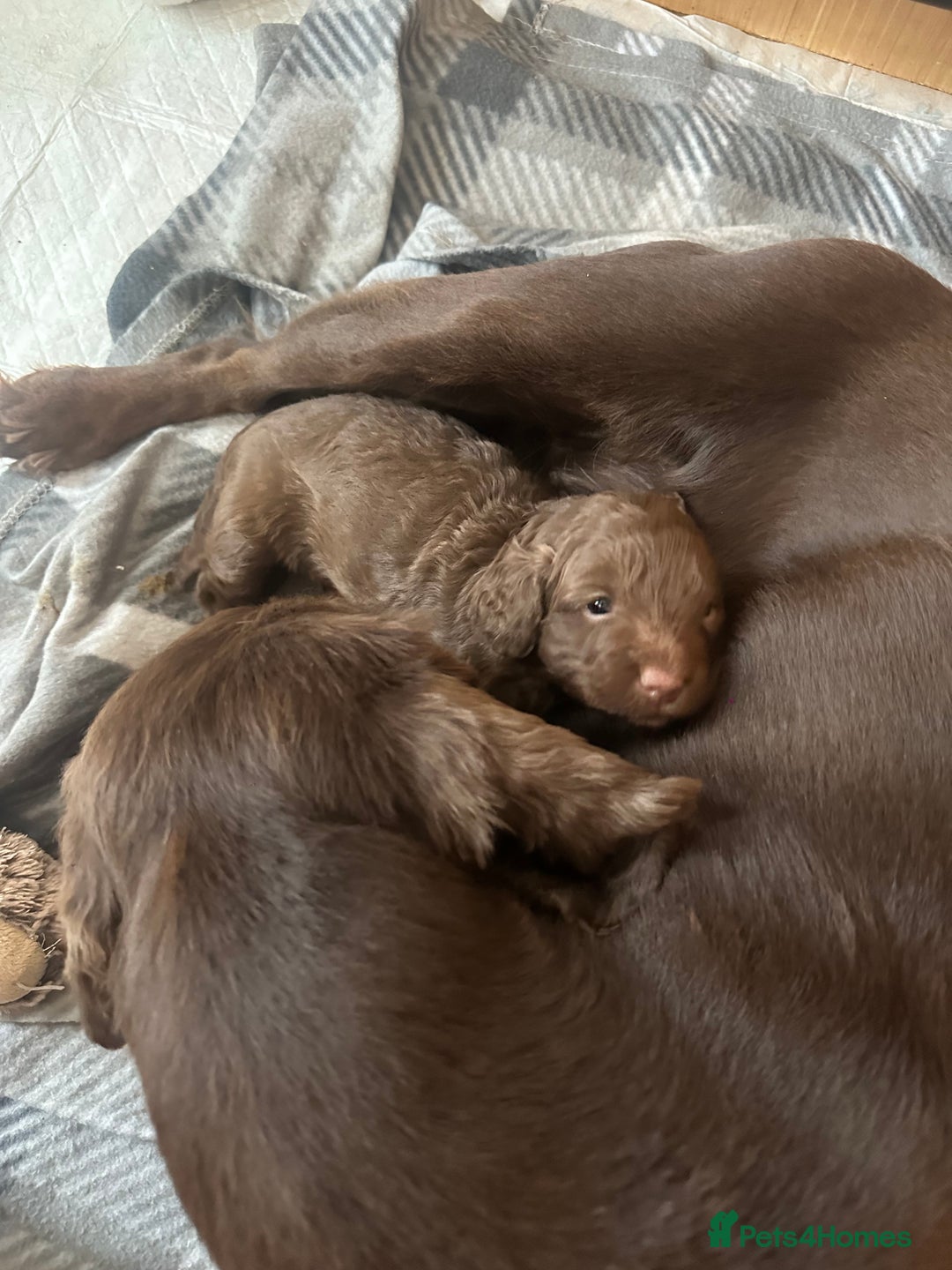 Cockapoo dogs for sale: Chocolate Cockerpoo  - Image 4