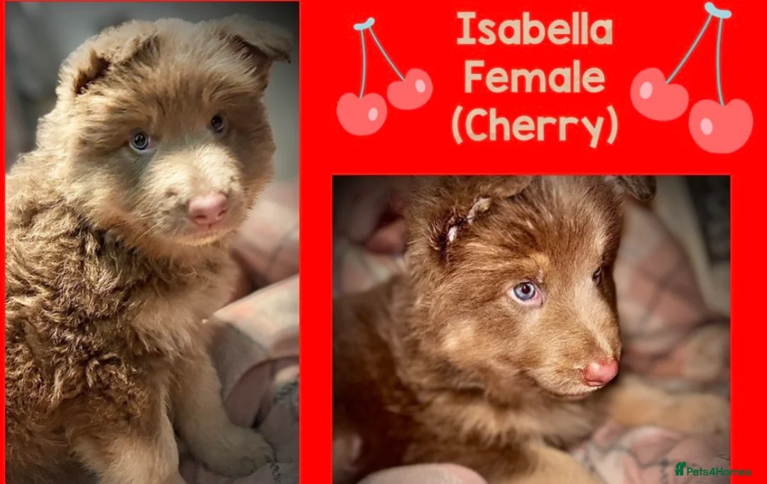 German Shepherd dogs for sale: ISABELLA & BLUE GSD PUPPIES *STUNNING* - Advert 5