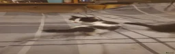 Mixed Breed cats for sale: 4 kitten ready for there forever homes - Advert 10