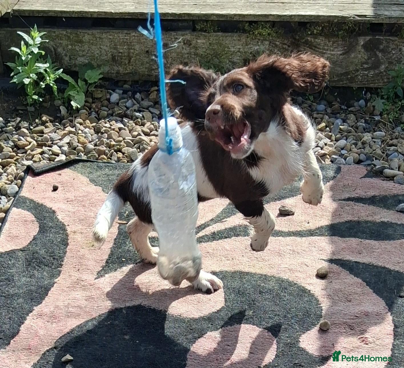 English Springer Spaniel dogs Gorgeous English Springer Spaniels Puppies - Advert 1