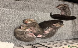 Mixed Breed cats for sale: 2 Tabby & 1 Black Female, 1 Black/White Male - Image 22