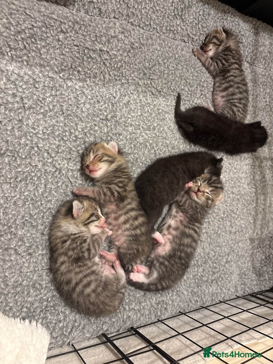 Mixed Breed cats for sale: 2 Tabby & 1 Black Female, 1 Black/White Male - Image 22