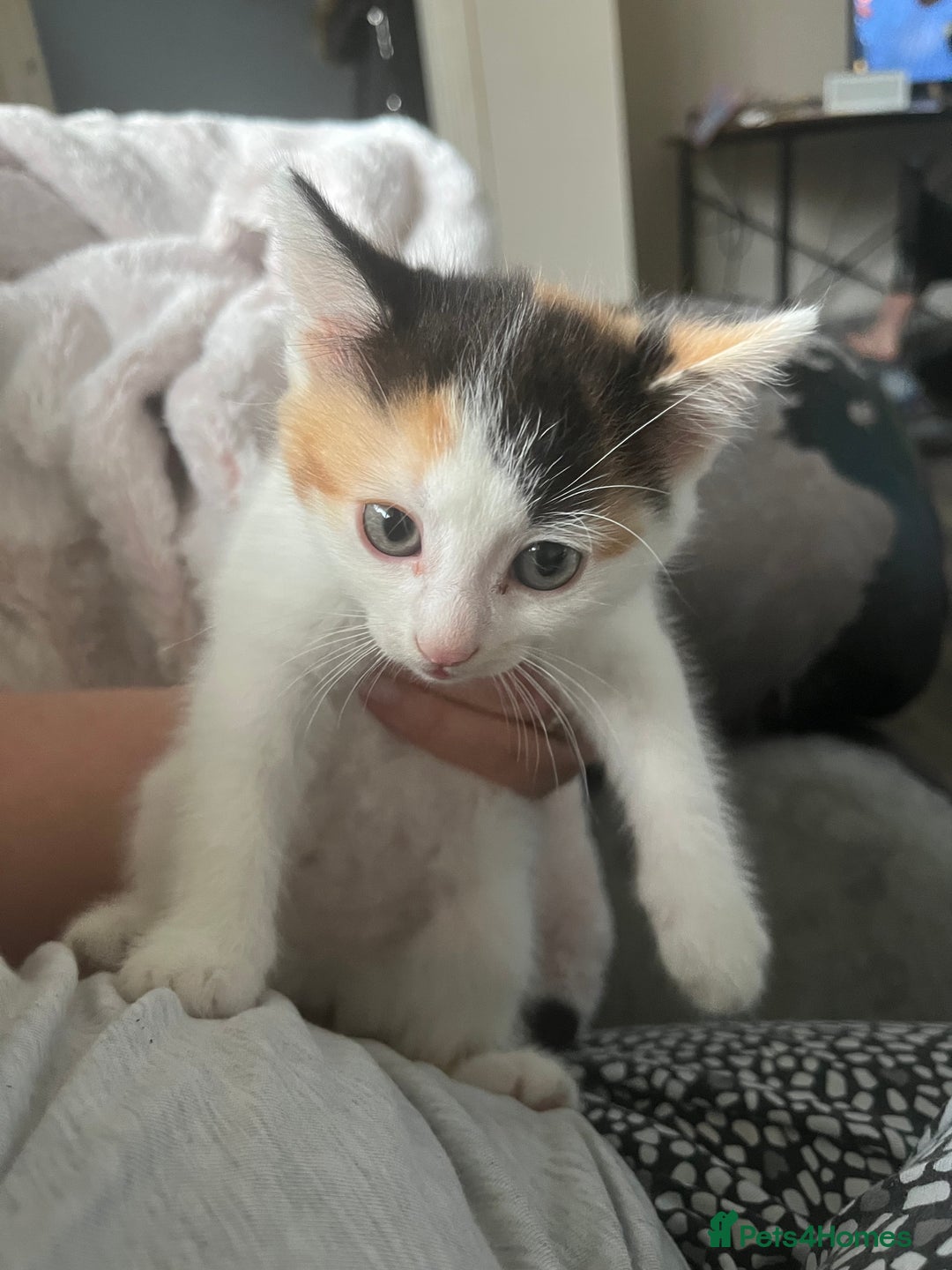 Mixed Breed cats for sale: Mixed breed kittens - Image 4