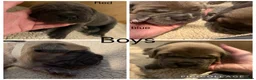 Cane Corso dogs for sale: Cane corso pups  in Dinas Powys - Advert 15