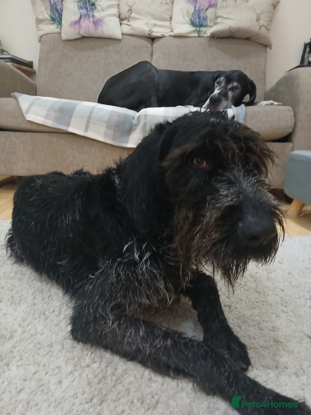 German Wirehaired Pointer dogs for sale: Stunning German wired haired pointer - Advert 5