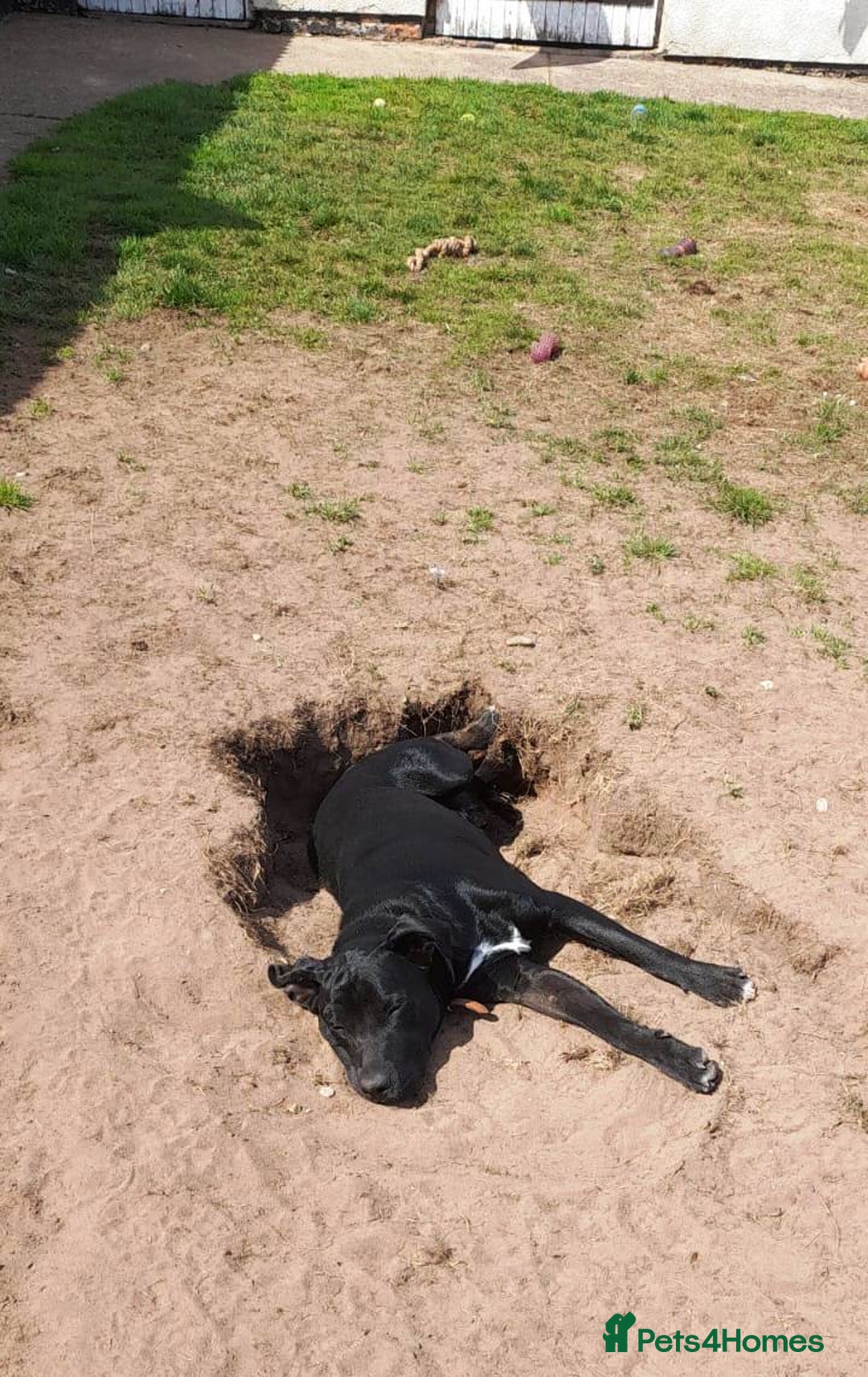 Mixed Breed dogs for adoption: SHEAMUS-a sensitive Soul for the right Human Match - Advert 29