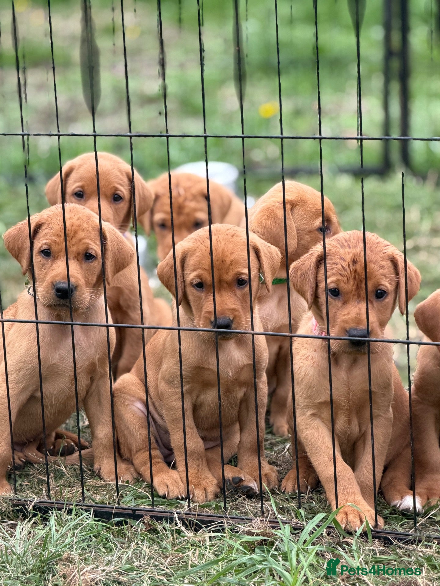 Labrador Retriever dogs Labrador Retriever puppies - Advert 1