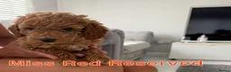 Labradoodle dogs for sale: Extensively DNA  ToY/mini labradoodle parents DNA  - Advert 5