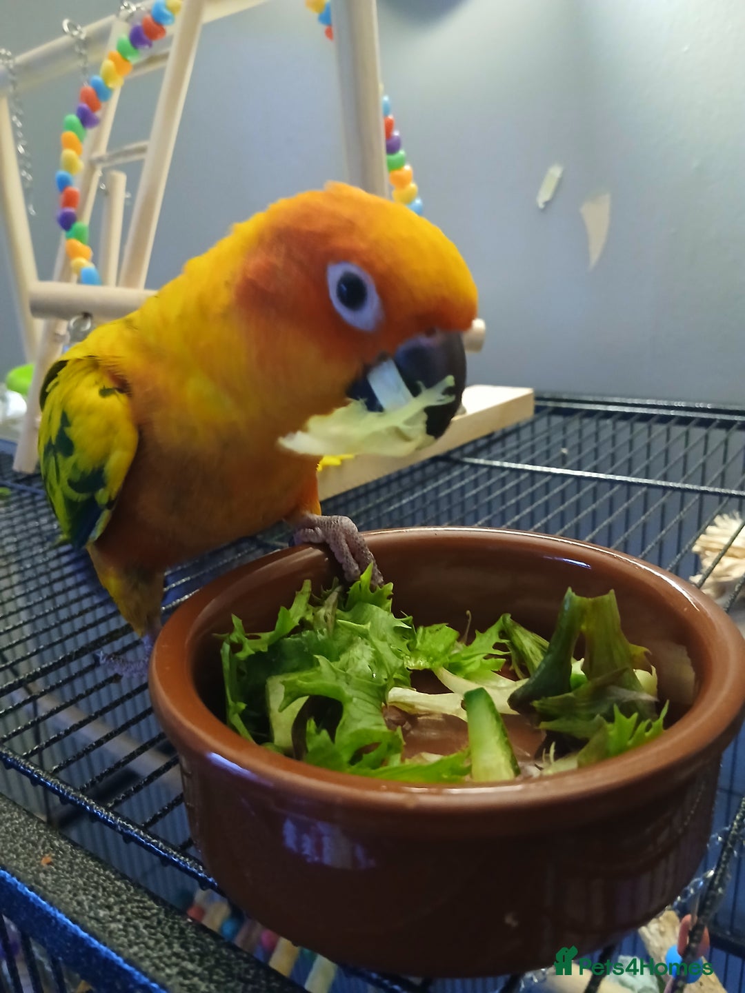 Conures birds for sale: Baby female Sun Conure. DNA certificate. - Advert 4