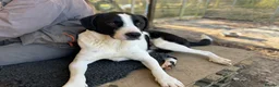 Mixed Breed dogs for adoption: LUCA – TWO YEARS WAITING FOR SOMEONE TO CARE 🐾 - Advert 15