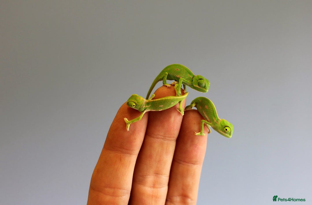 Chameleon reptiles for sale: Yemen chameleons due to hatch (pic for attention)  - Image 1