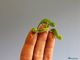 Chameleon reptiles - Advert 2