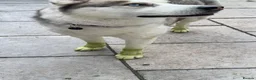 Siberian Husky dogs for stud: Proven Siberian Husky Stud - Advert 16
