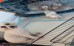 Bichon Frise dogs for sale: The cutest Boy Bichons for sale x - Image 3