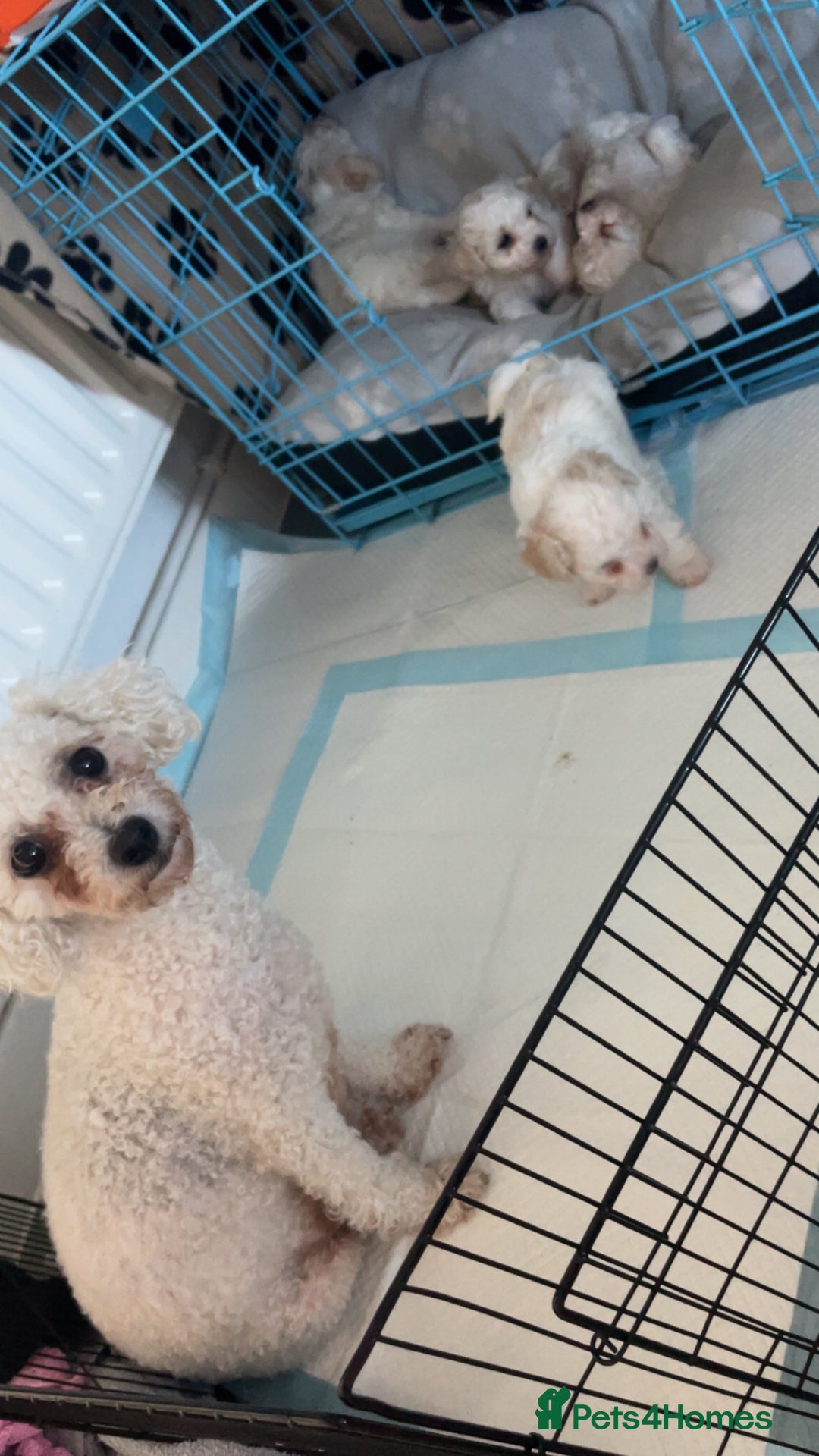 Bichon Frise dogs for sale: The cutest Boy Bichons for sale x - Image 3