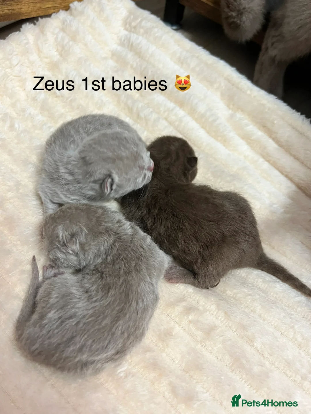 British Shorthair cats for stud: Chocolate British shorthair GCCF Active in London - Advert 14