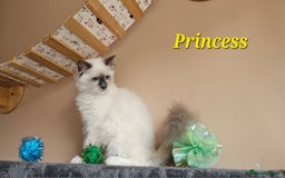 Ragdoll cats for sale: Only 2 girls left,Champion blood, TICA kittens in Nelson - Image 17