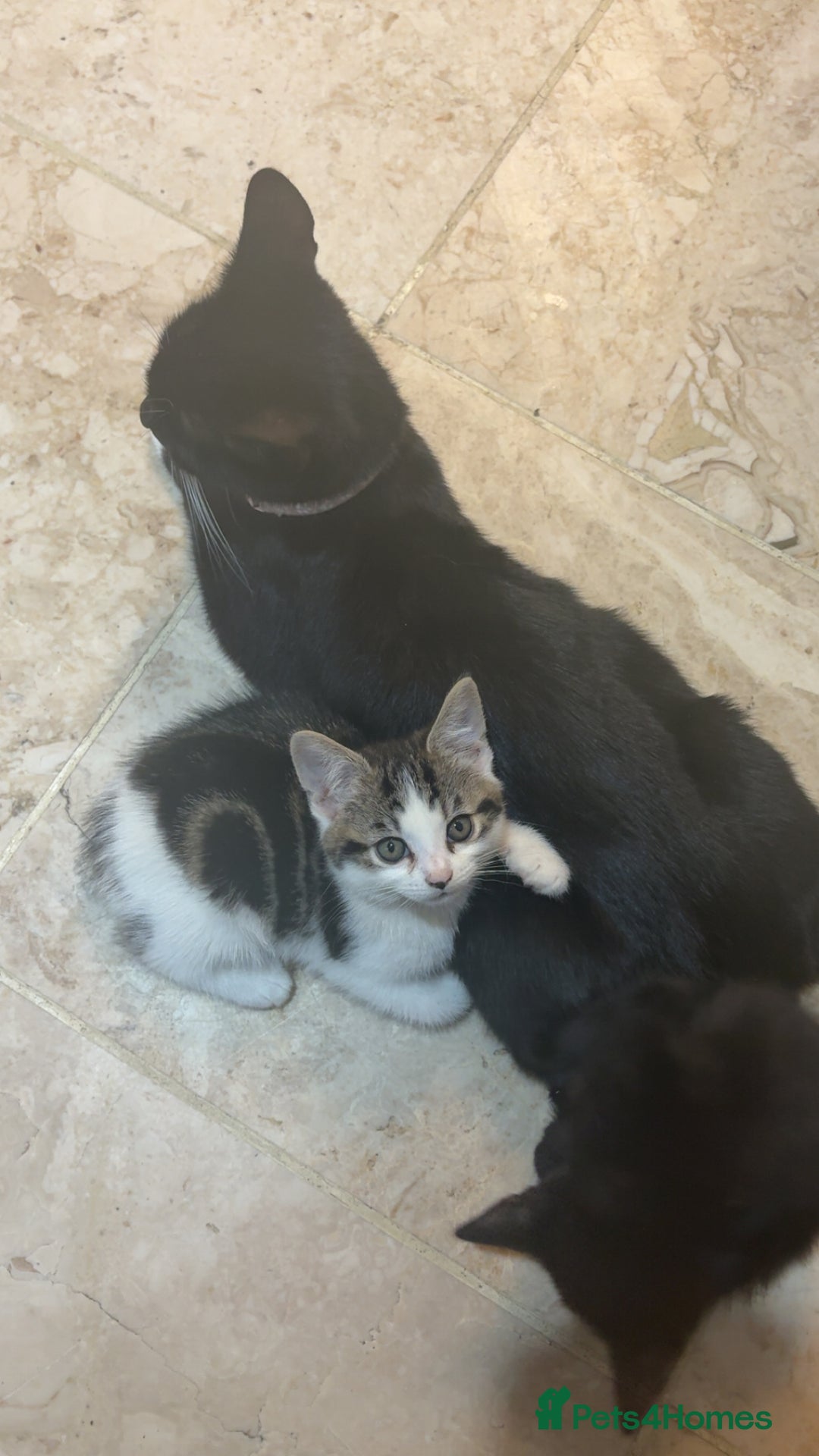 Domestic Shorthair cats for sale: Grey domestic short hair  - Image 2