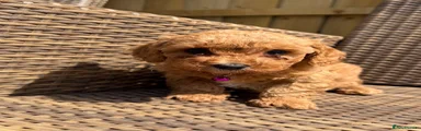 Cavapoochon 3