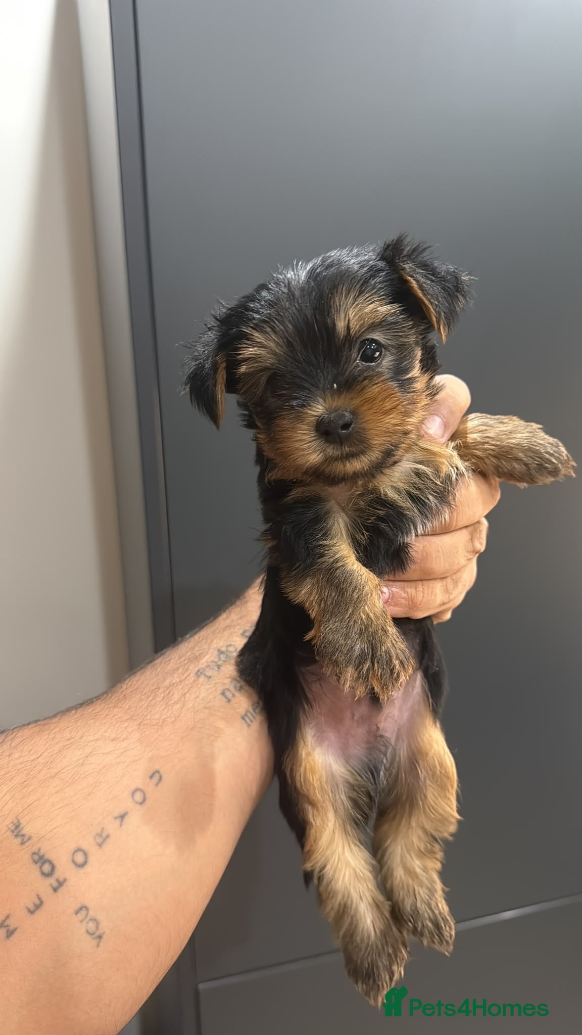 Yorkshire Terrier dogs Yorkshire Terrier Male Puppy Looking for his - Advert 1