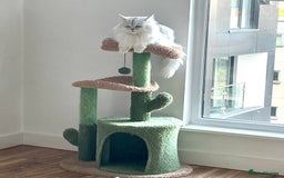 Persian cats for sale: Beautiful and quite girl needs a new home - Image 4
