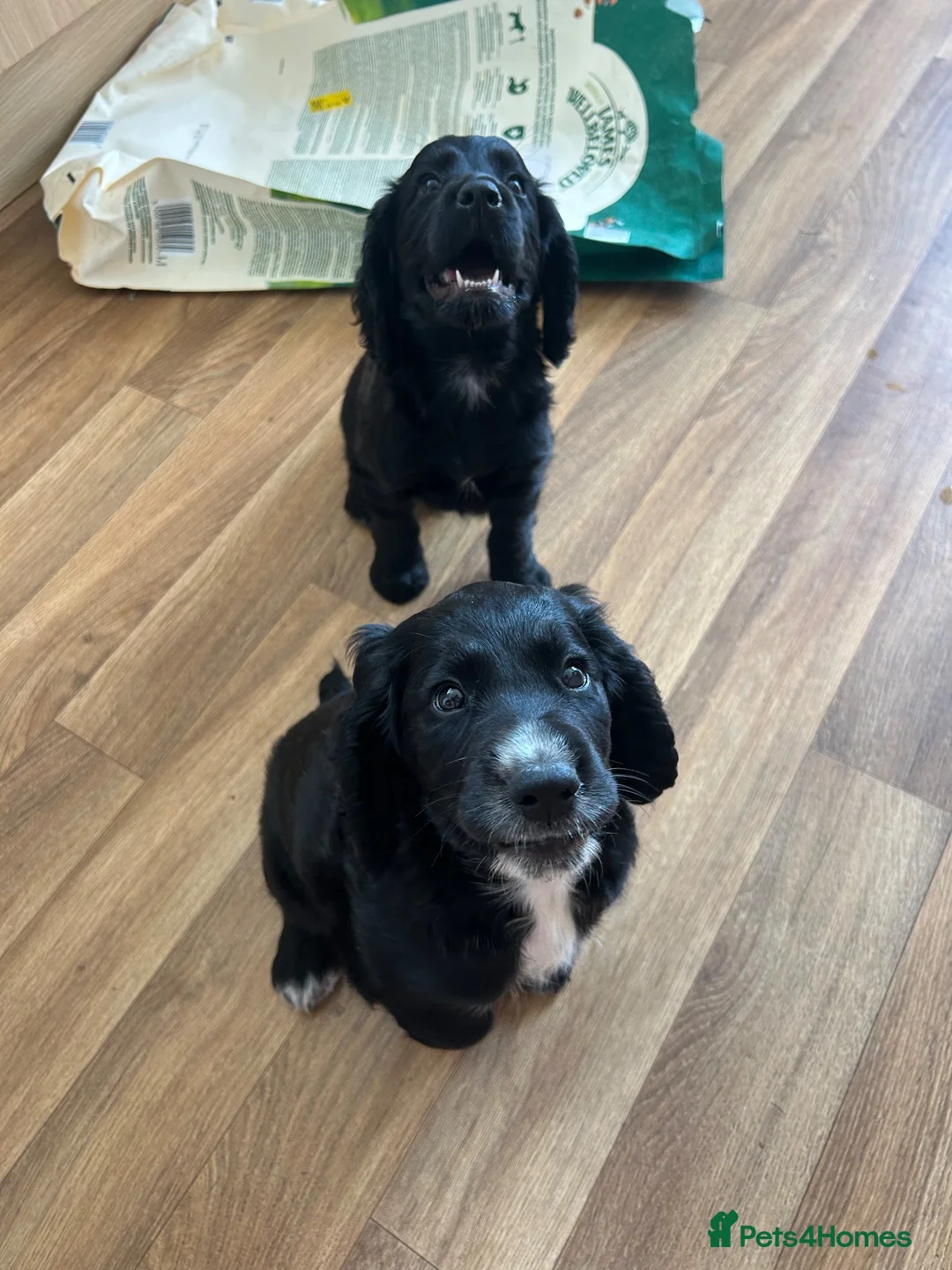 Cocker Spaniel dogs for sale: KC reg Cocker Spaniel Dog puppy  - Advert 7