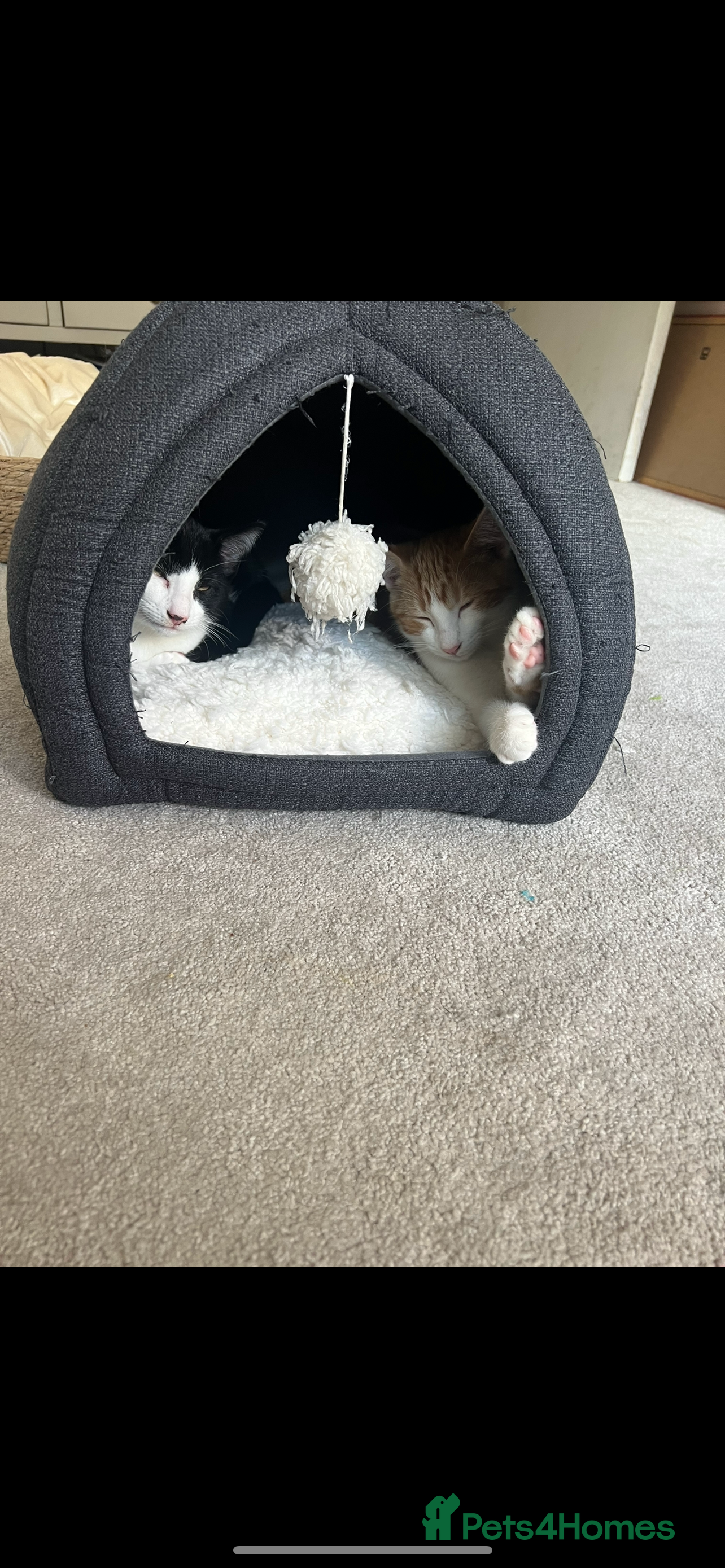 Mixed Breed poultry Two kittens  - Advert 1