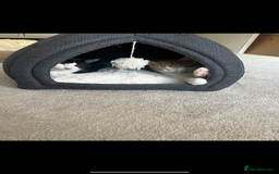 Mixed Breed poultry for sale: Two kittens  - Image 1
