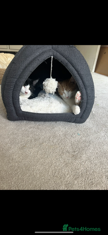 Mixed Breed poultry Two kittens - Advert 1