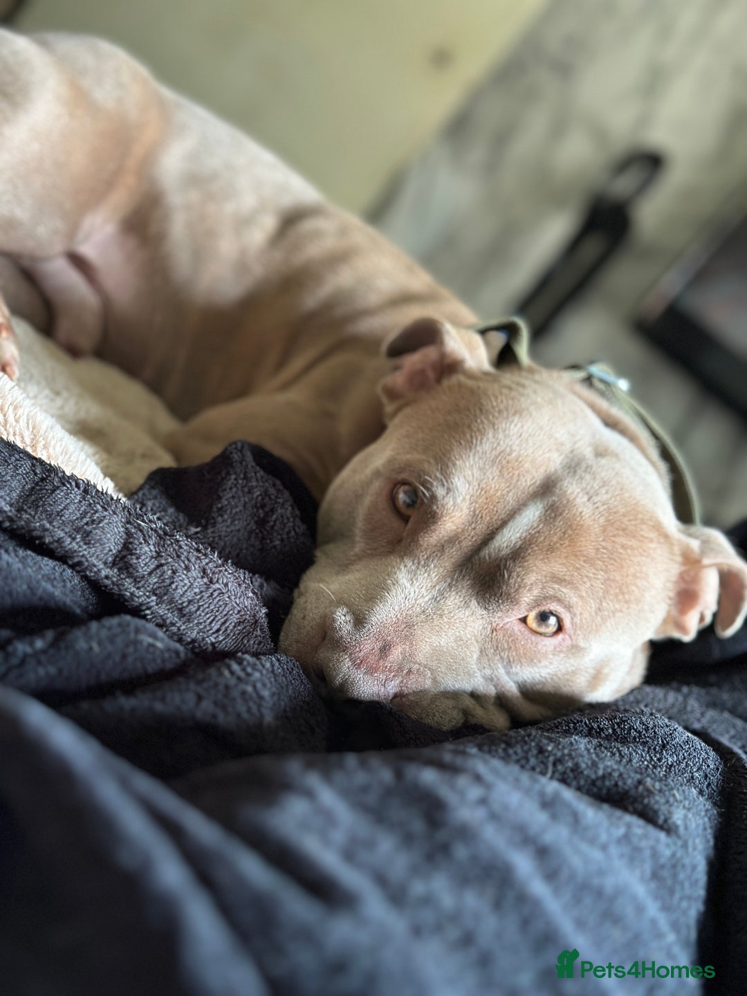 Staffordshire Bull Terrier dogs for stud: Amazing Staffordshire Bull Terrier for Stud   - Advert 9