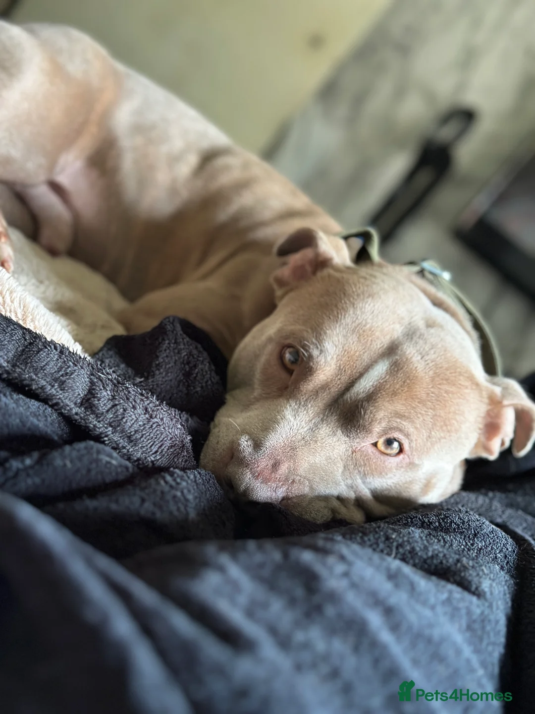 Staffordshire Bull Terrier dogs for stud: Amazing Staffordshire Bull Terrier for Stud   - Advert 9