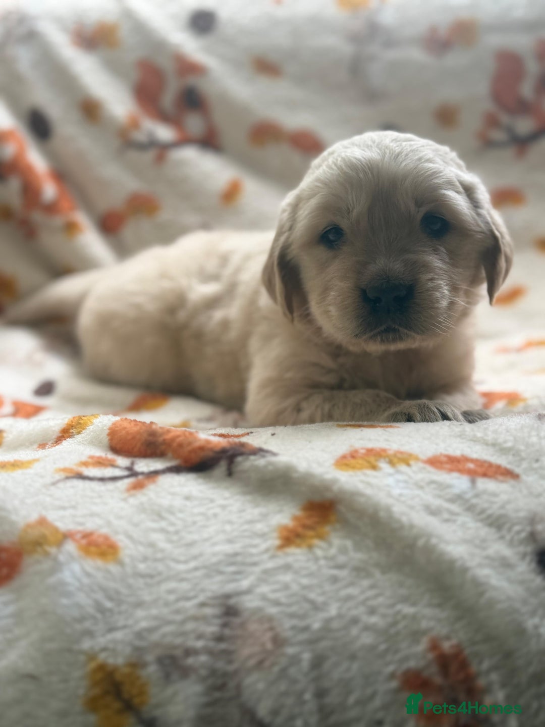 Golden Retriever dogs for sale: 🐾 Adorable 5-Week-Old Golden Retriever Puppies 🐾 - Image 13