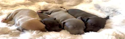 Italian Greyhound dogs for sale: Cutest Exceptional Five-Generation Pedigrees in Nottingham - Advert 9
