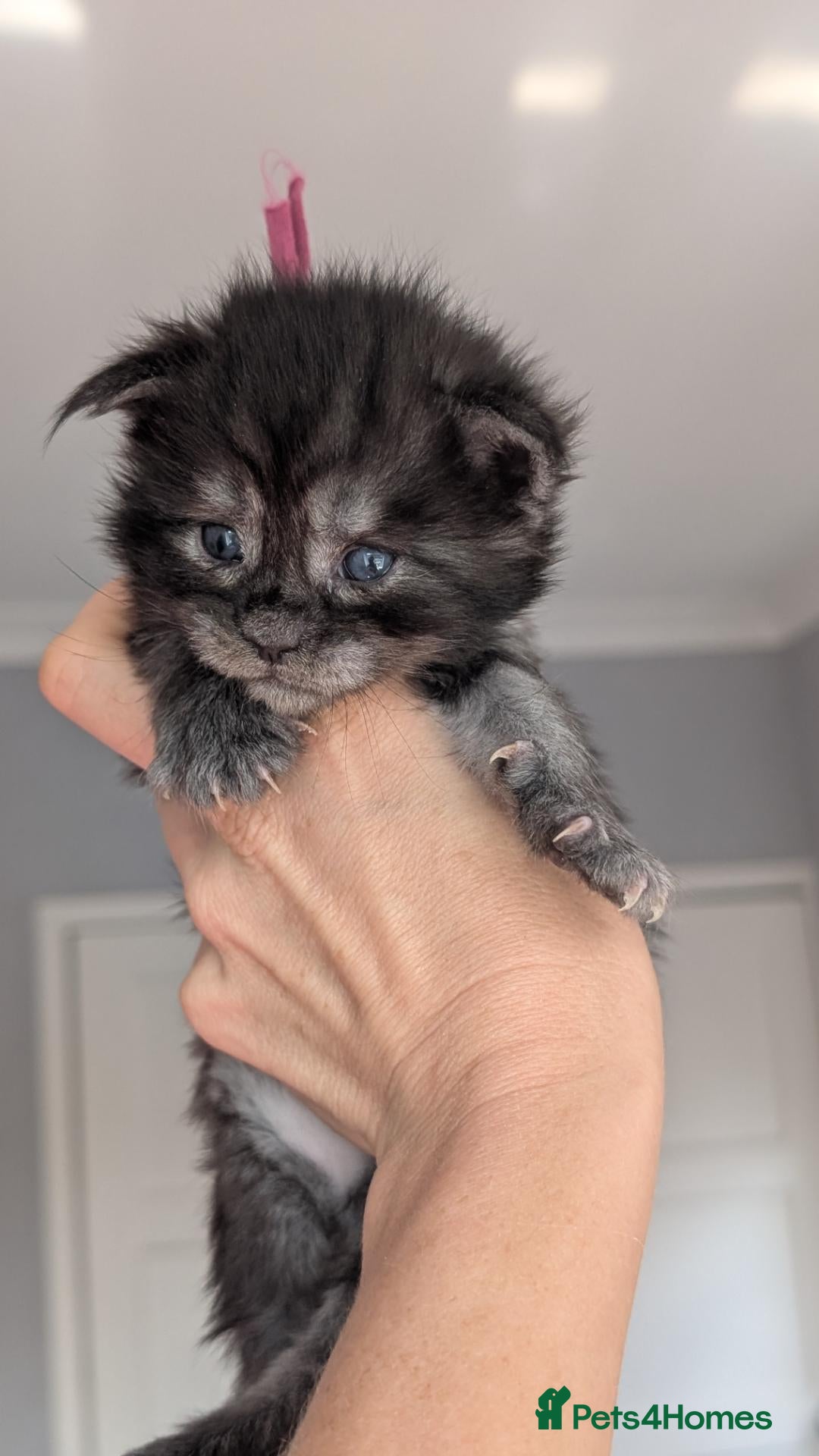 Maine Coon cats Black&Black Smoke Tica registered  - Advert 2
