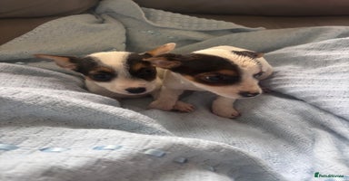 Jack Russell dogs - Advert 3