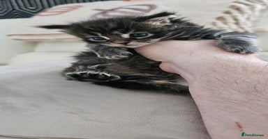 Maine Coon cats Giants TICA and GCCF Maine Coon registered  - Advert 14