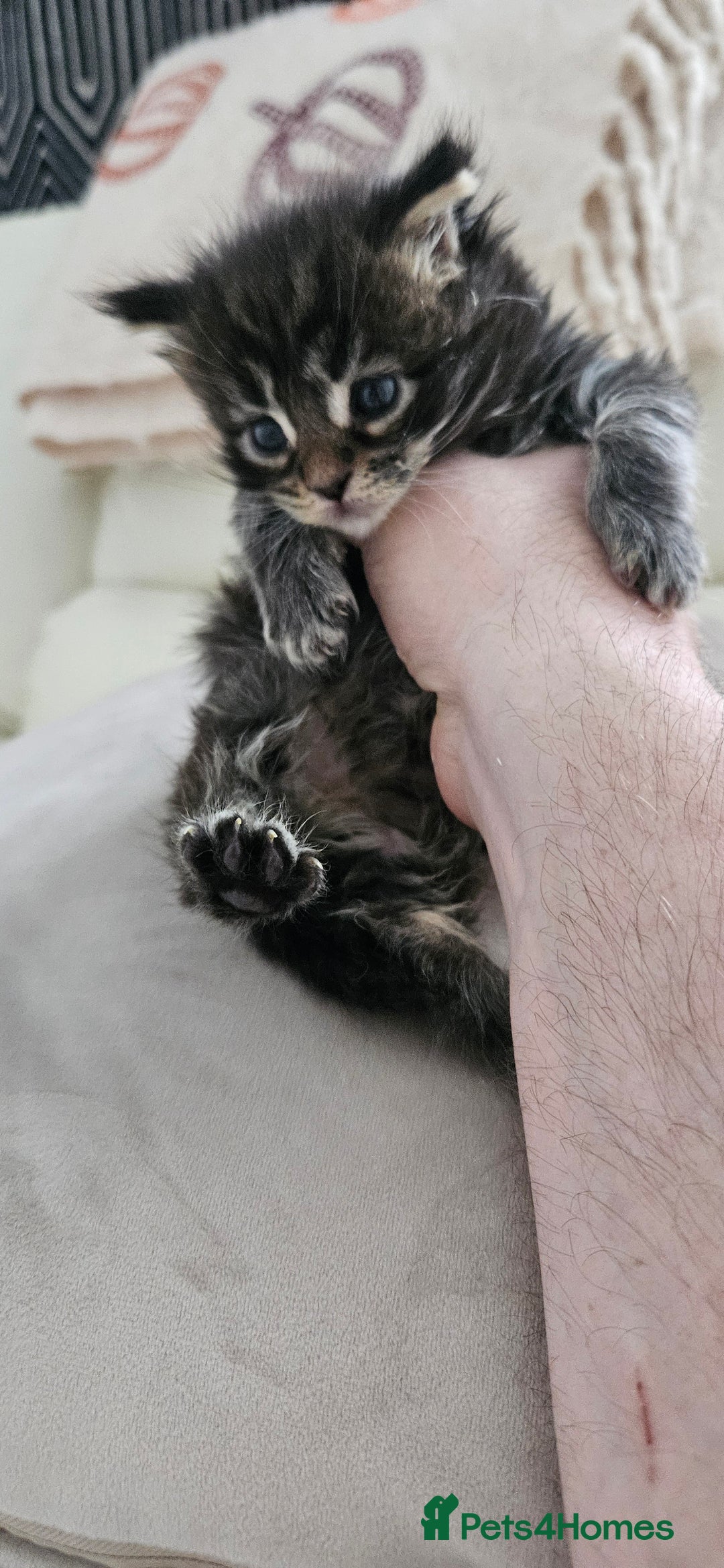 Maine Coon cats for sale: Giants TICA and GCCF Maine Coon registered  - Advert 5