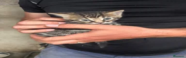 6th kitten - dark tabby boy