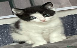 Mixed Breed cats for sale: ⭐️ 🐾🖤 KITTENS, BLACK AND WHITE, BOYS 🐾 ⭐️ - Image 12