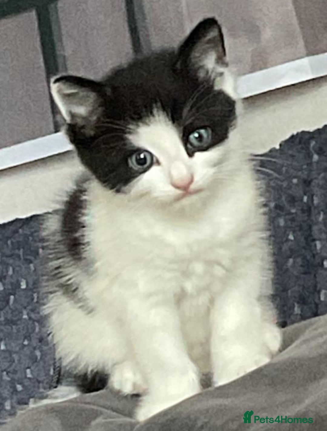Mixed Breed cats for sale: ⭐️ 🐾🖤 KITTENS, BLACK AND WHITE, BOYS 🐾 ⭐️ - Image 12