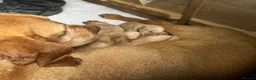 Hungarian Vizsla dogs for sale: Crufts Best in Show & Elite working Bloodlines - Advert 34