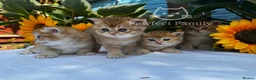 British Shorthair cats for sale: ✨ EXCEPTIONAL GOLDEN BRITISH SHORTHAIR BOYS ✨ - Advert 7