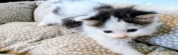 Mixed Breed cats for sale: Male & Female Kitten - Advert 9