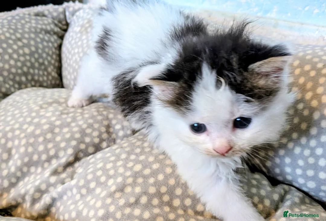 Mixed Breed cats for sale: Male & Female Kitten - Advert 9