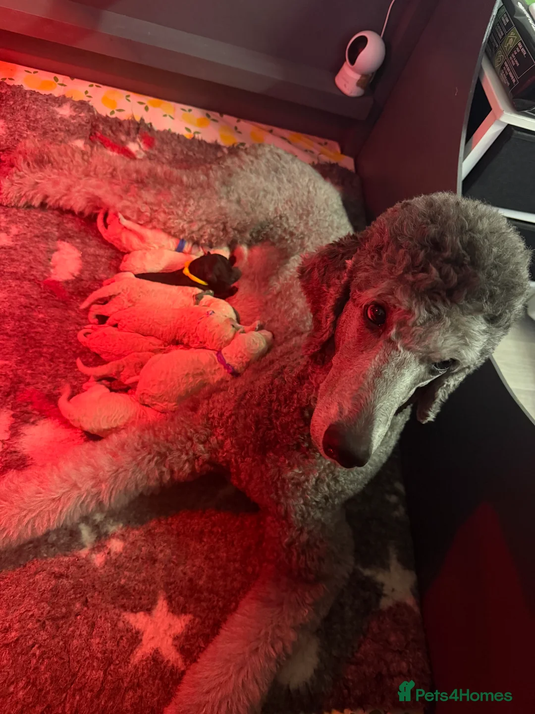 Standard Poodle dogs for sale: KC Reg, Fully Health Tested Standard Poodles  - Advert 3