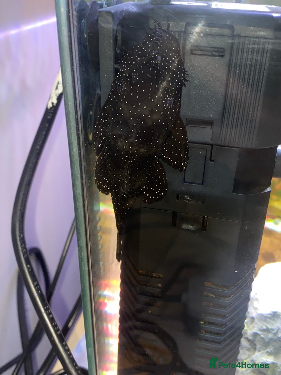 Plecos fish for sale: Peppermint plecos  - Advert 3